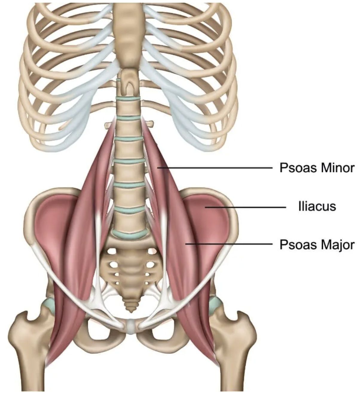 Impressie van de psoas in het lichaam